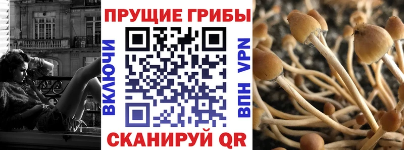 Галлюциногенные грибы Psilocybe  Ярославль 